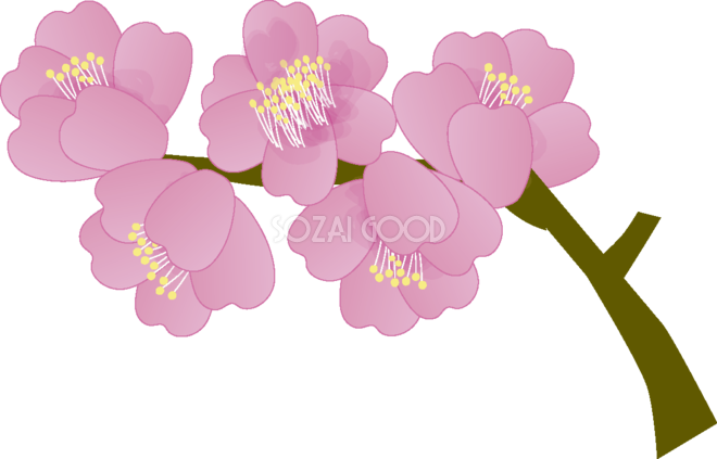 寒緋桜 かんひざくら の花無料イラスト 春3月 素材good