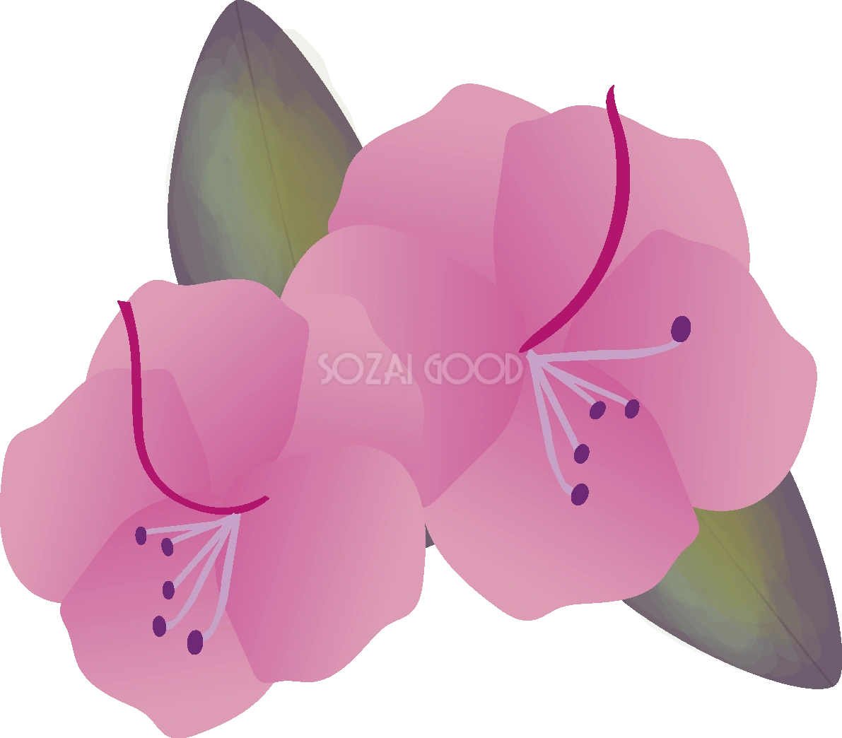 玄海躑躅(げんかいつつじ)の花無料イラスト 春3月63603