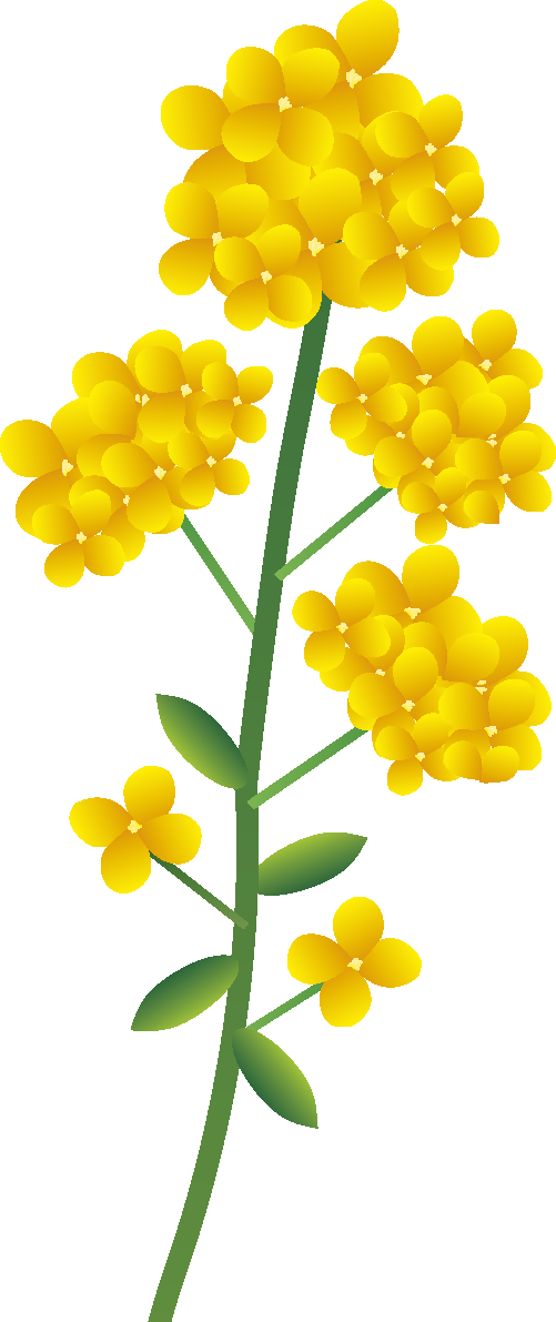 かわいい菜の花(一輪)無料イラスト 冬~春2月~5月63607に写真・文字を入れる