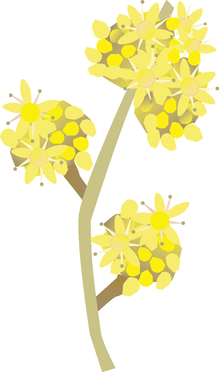 山茱萸(さんしゅゆ)の花無料イラスト 冬~春2月~4月63623に写真・文字を入れる