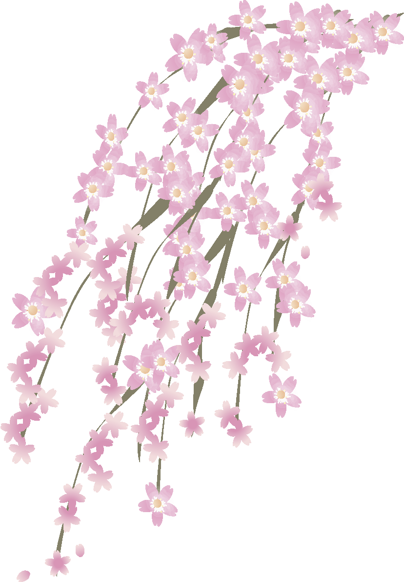 枝垂桜の花無料イラスト 春3~4月63627に写真・文字を入れる