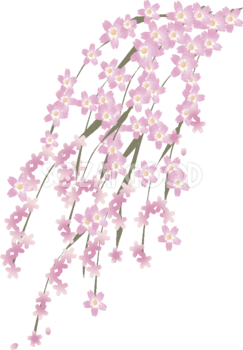 枝垂桜の花無料イラスト 春3~4月63627