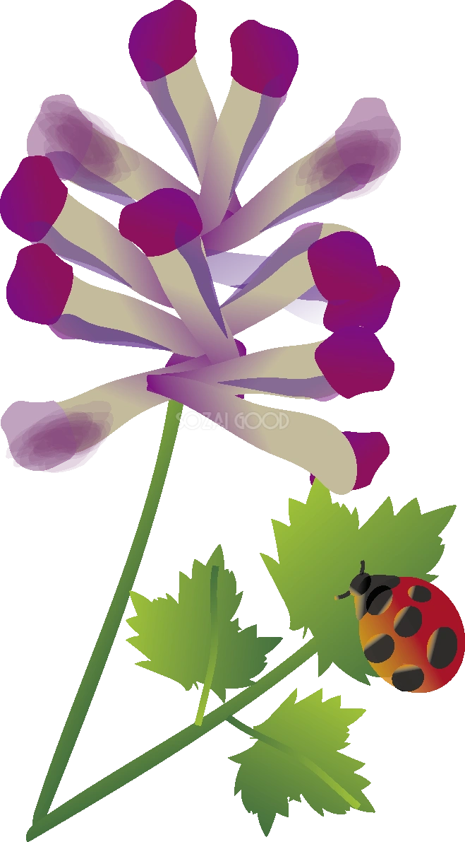 紫華鬘(むらさきけまん)の花とてんとう虫の無料イラスト 春3~4月63631