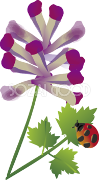 紫華鬘(むらさきけまん)の花とてんとう虫の無料イラスト 春3~4月63631