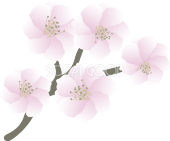 十月桜の花無料イラスト 春3~4月63641