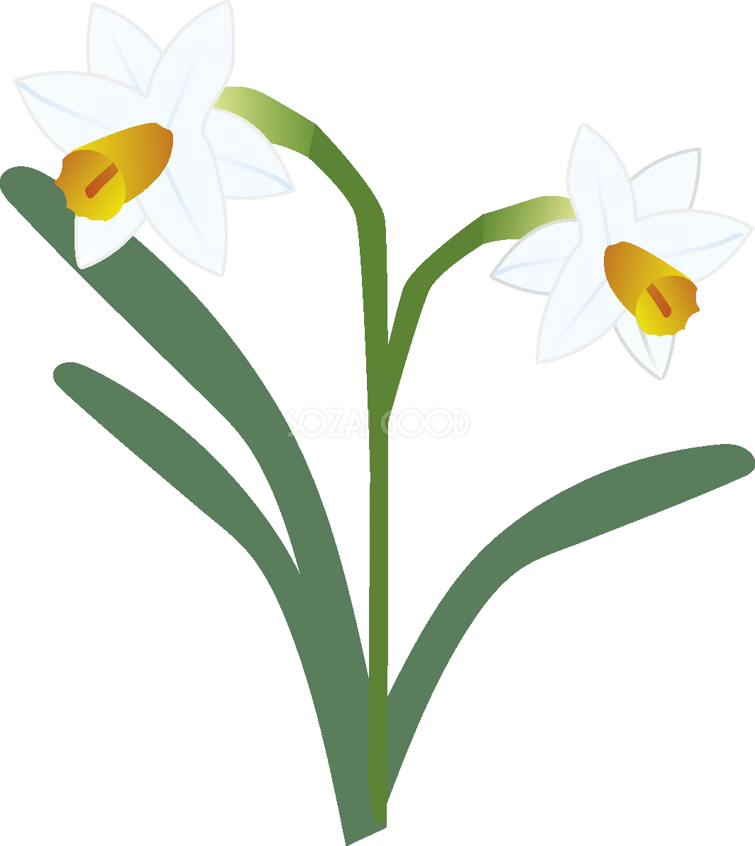 水仙(すいせん)の花無料イラスト 冬12~4月63653