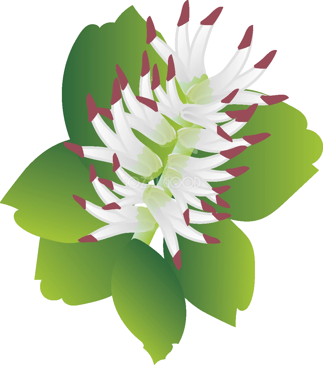 富貴草(ふっきそう)の花無料イラスト 春3~4月63709