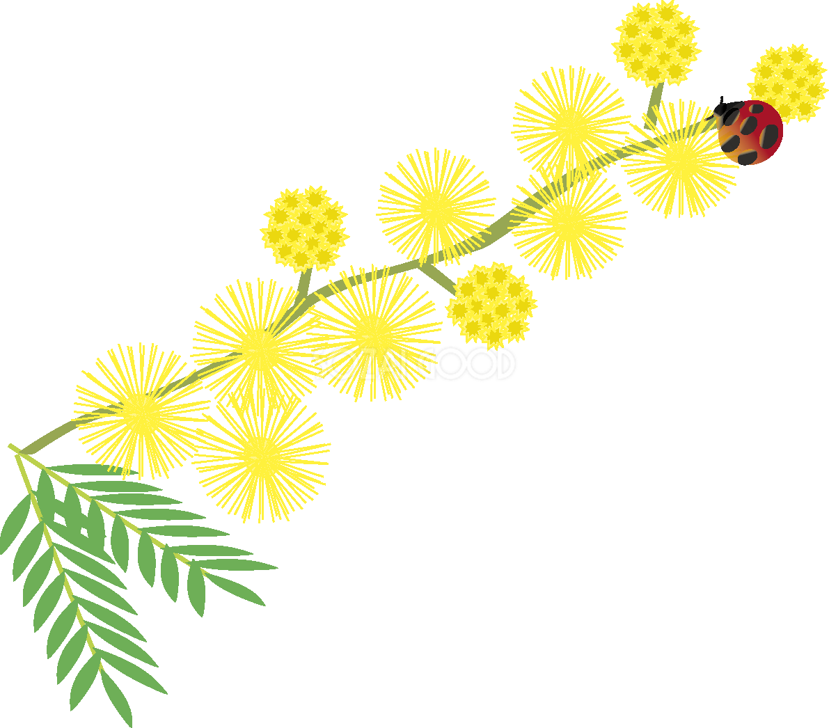 ミモザアカシア(伸びる枝と花 てんとう虫)無料イラスト 春3~4月63729