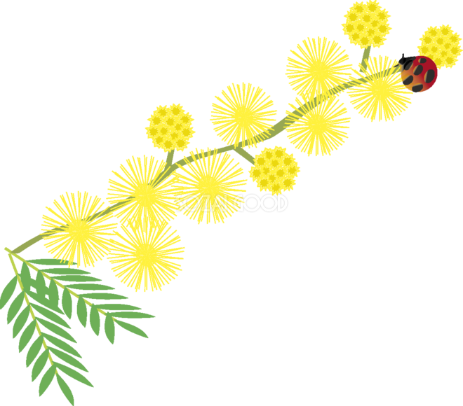 ミモザアカシア 伸びる枝と花 てんとう虫 無料イラスト 春3 4月 素材good