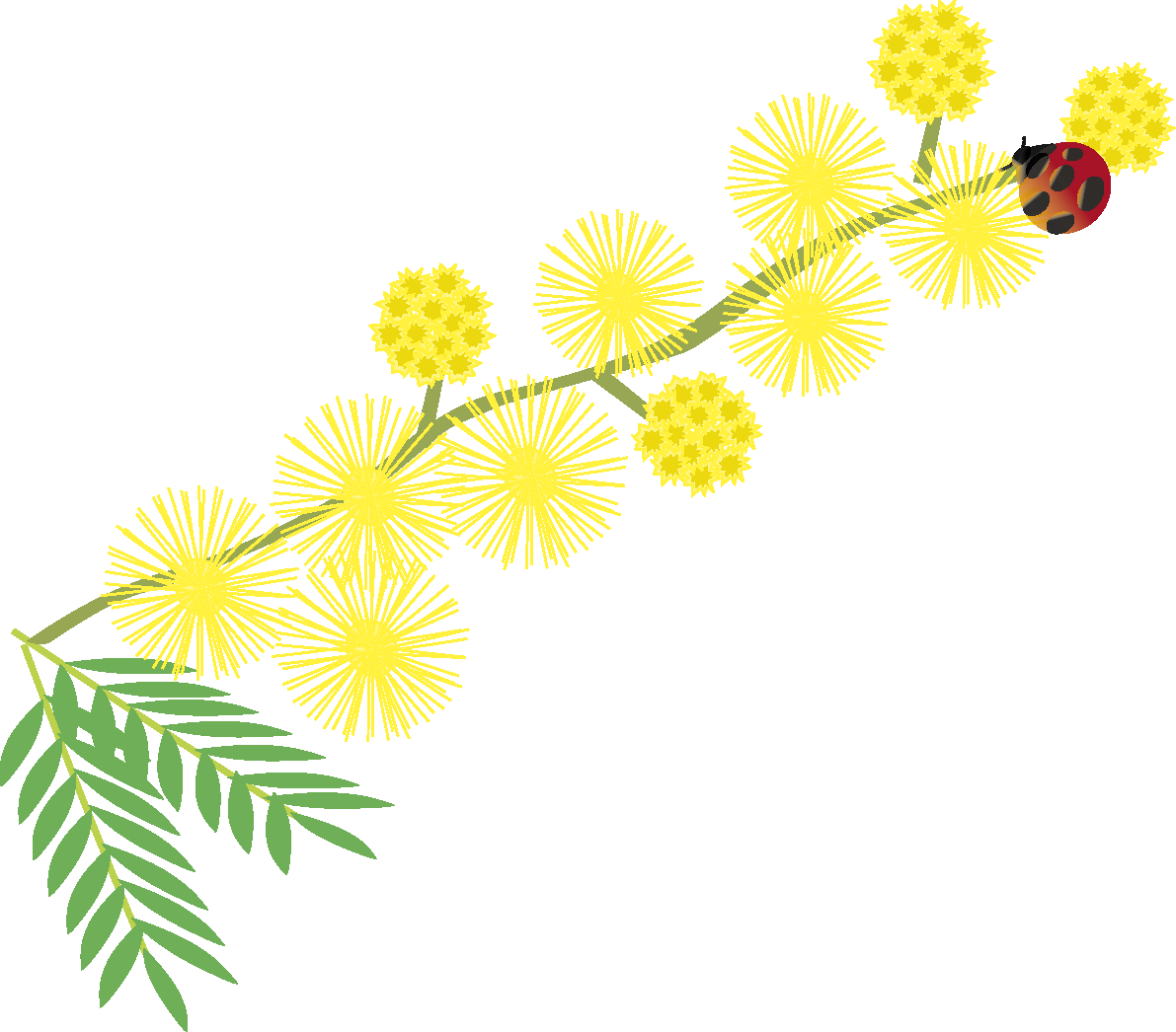 ミモザアカシア(伸びる枝と花 てんとう虫)無料イラスト 春3~4月63729に写真・文字を入れる