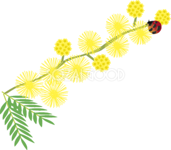 ミモザアカシア(伸びる枝と花 てんとう虫)無料イラスト 春3~4月63729
