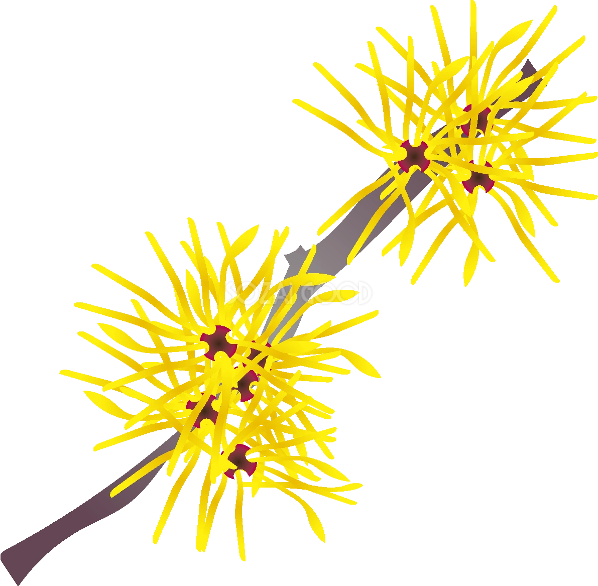 満作の花無料イラスト 冬1~3月63733
