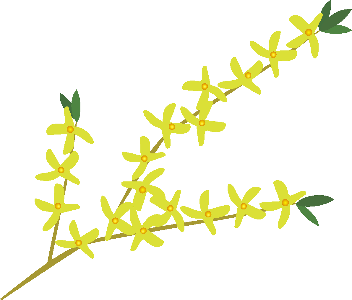 連翹(れんぎょう)の花無料イラスト 春3~4月63758に写真・文字を入れる