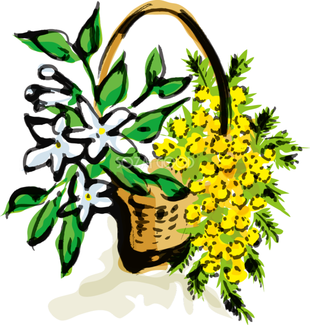 春のミモザアカシアとジャスミンがかごに飾られた花の無料イラスト63919 素材good