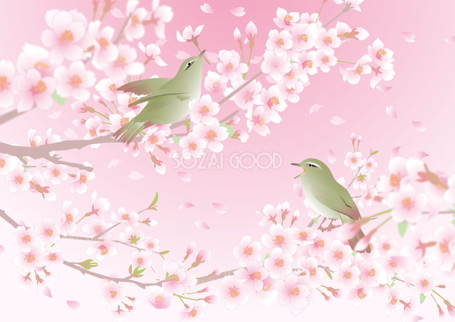 桜の枝とうぐいす背景無料イラスト 素材good