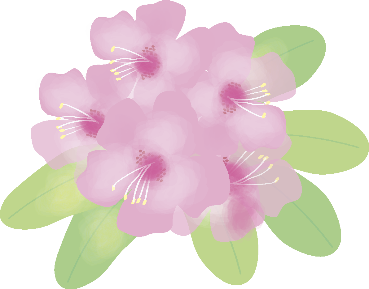 石楠花(しゃくなげ)【花の無料イラスト】春(4月-5月)66960に写真・文字を入れる