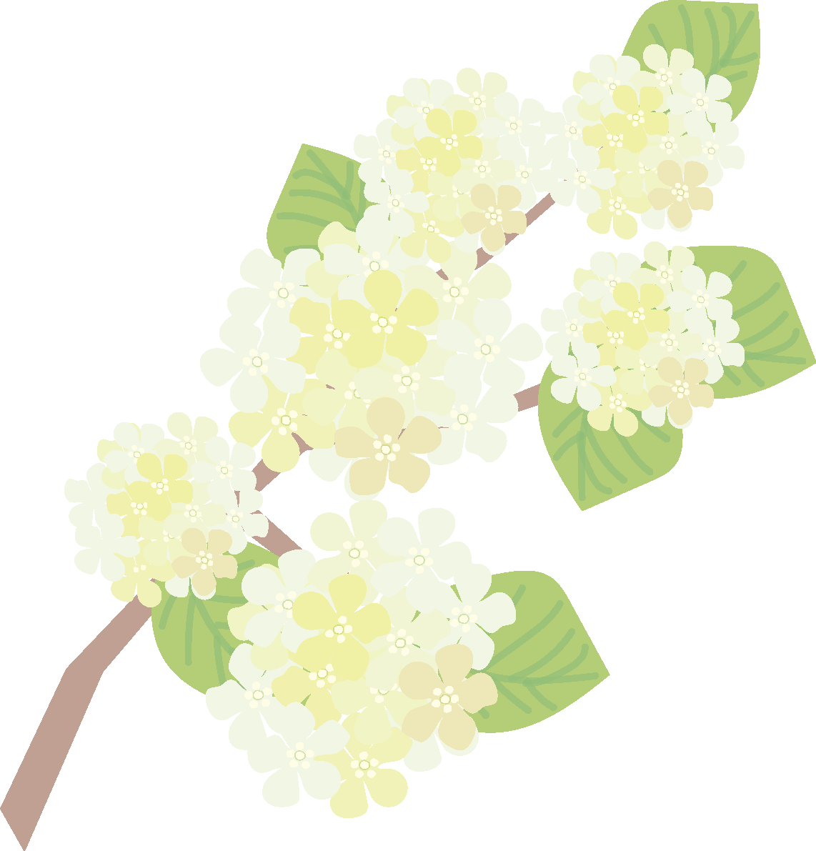 大手毬(おおでまり)【花の無料イラスト】春(4月-5月）66968に写真・文字を入れる