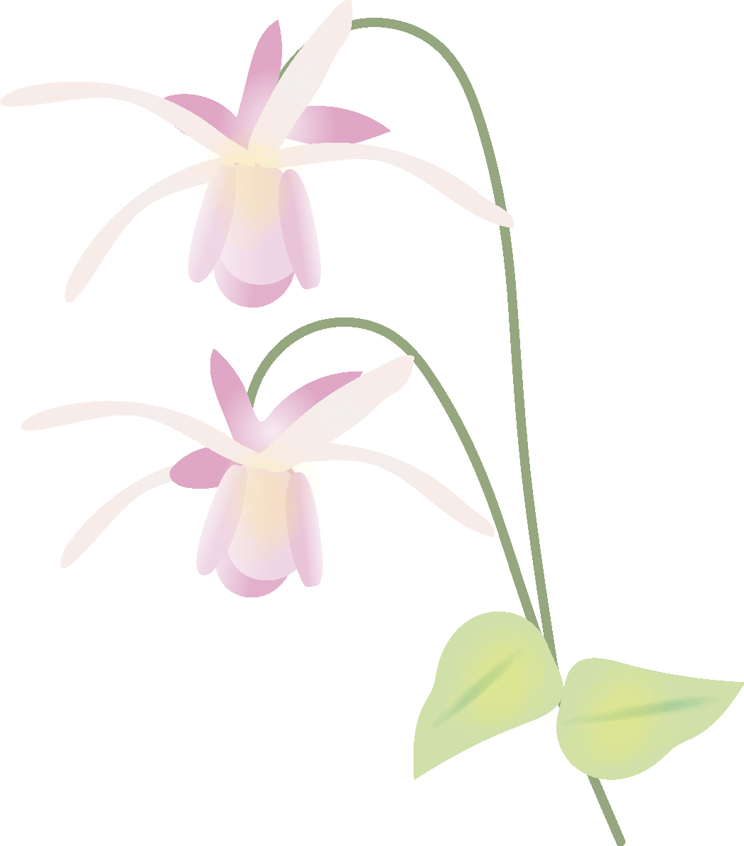 碇草(いかりそう)【花の無料イラスト】春(4月)66980に写真・文字を入れる