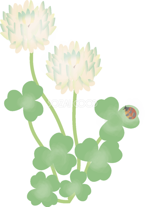 トップ100シロツメクサ イラスト 最高の花の画像