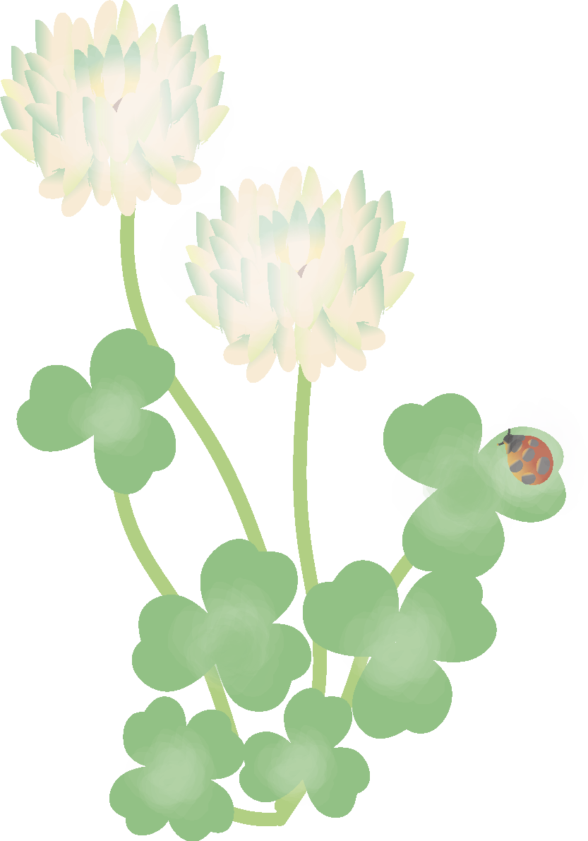 白詰草(シロツメクサ)【花の無料イラスト】春(4月-8月)67001に写真・文字を入れる