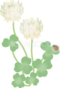 白詰草(シロツメクサ)【花の無料イラスト】春(4月-8月)67001