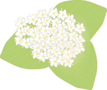 白山木(はくさんぼく)【花の無料イラスト】春(4月)67005