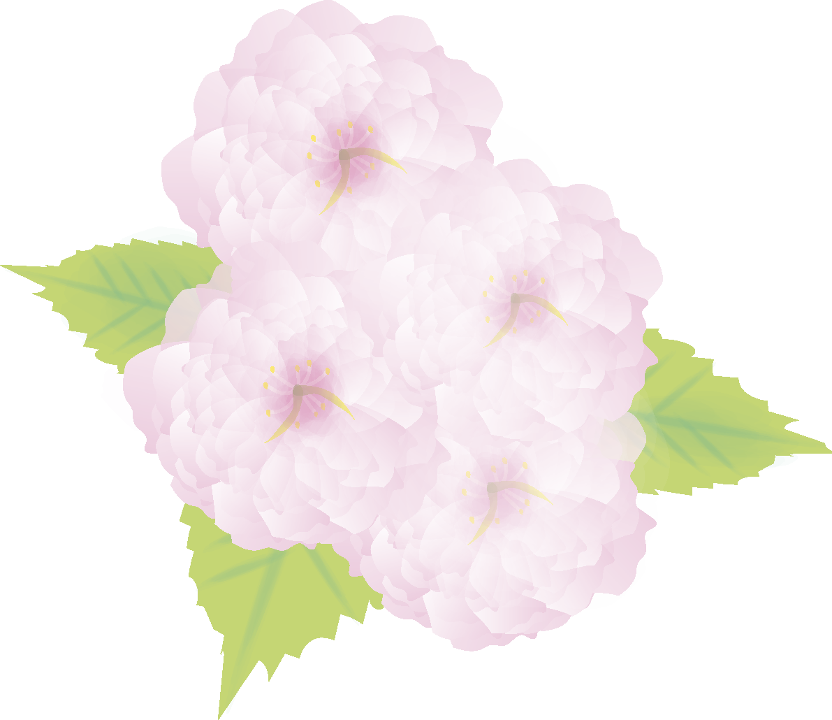 八重桜(やえざくら)【花の無料イラスト】春(4月-5月)67009に写真・文字を入れる