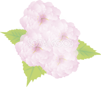 八重桜(やえざくら)【花の無料イラスト】春(4月-5月)67009