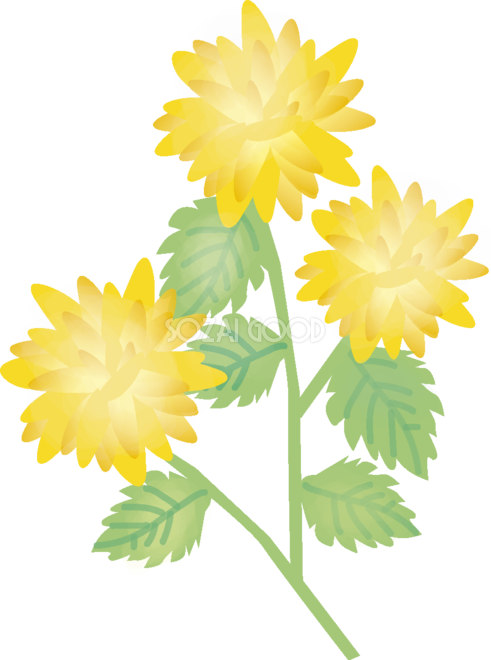 八重山吹 やえやまぶき 花の無料イラスト 春 4月 5月 素材good