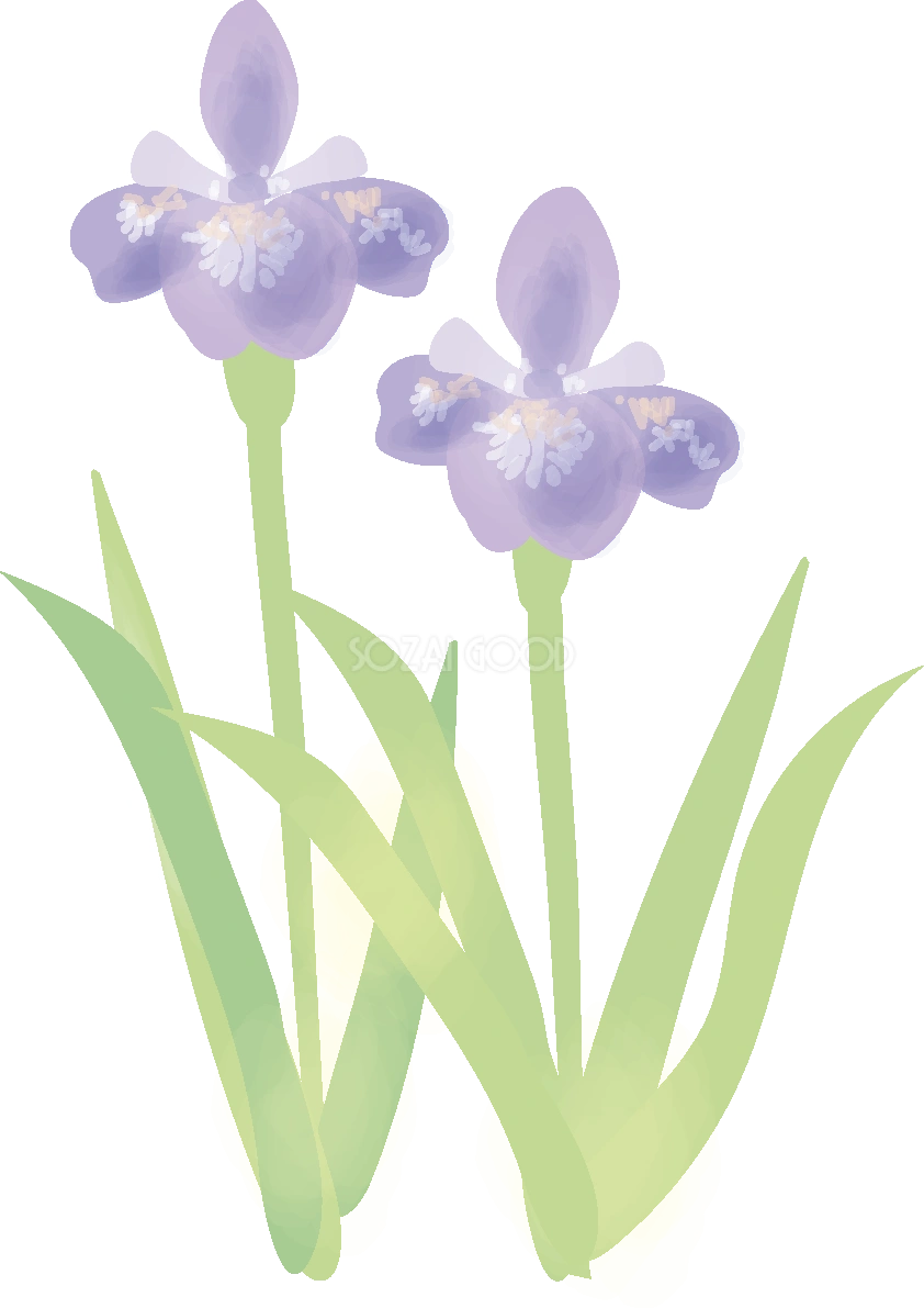文目(あやめ)【花の無料イラスト】春(4月-5月)67021