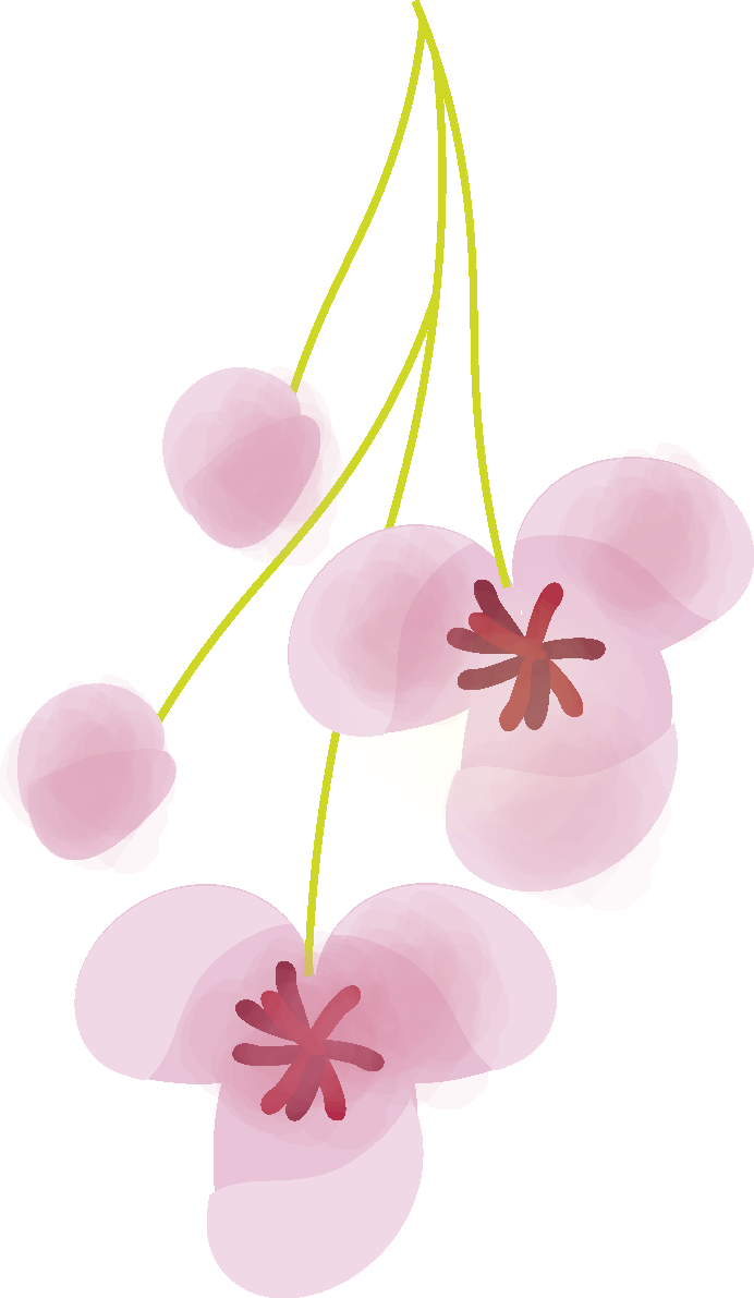木通(あけび)【花の無料イラスト】春(4月)67033に写真・文字を入れる