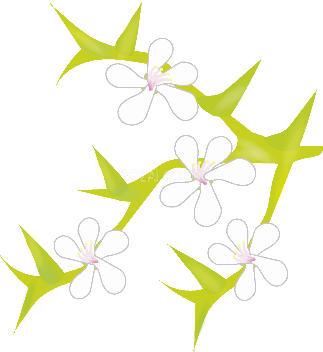 枸橘(からたち)【花の無料イラスト】春(4月)67050