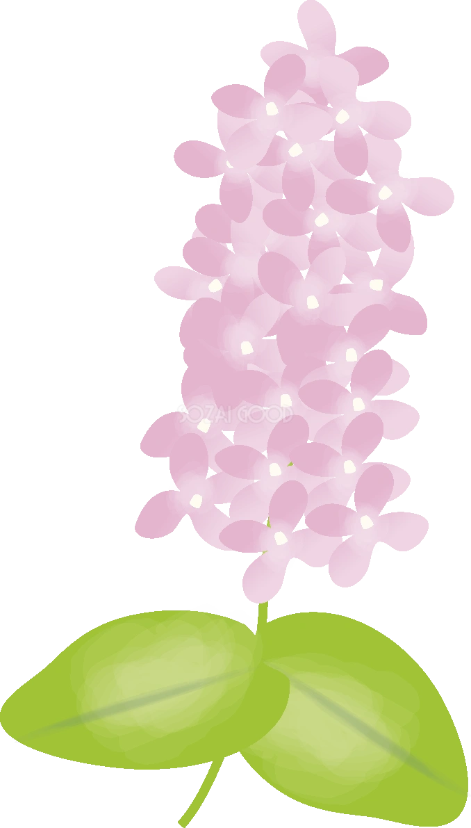 かわいいピンクのライラック【花の無料イラスト】春(4月-5月)67090