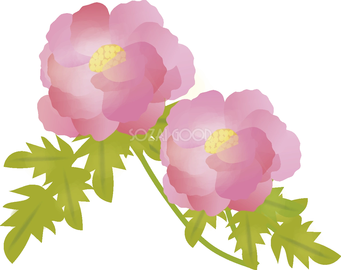 牡丹(ぼたん)【花の無料イラスト】春(4月-5月)67106