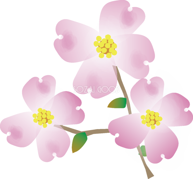 花水木 はなみずき 花の無料イラスト 春 4月 5月 素材good