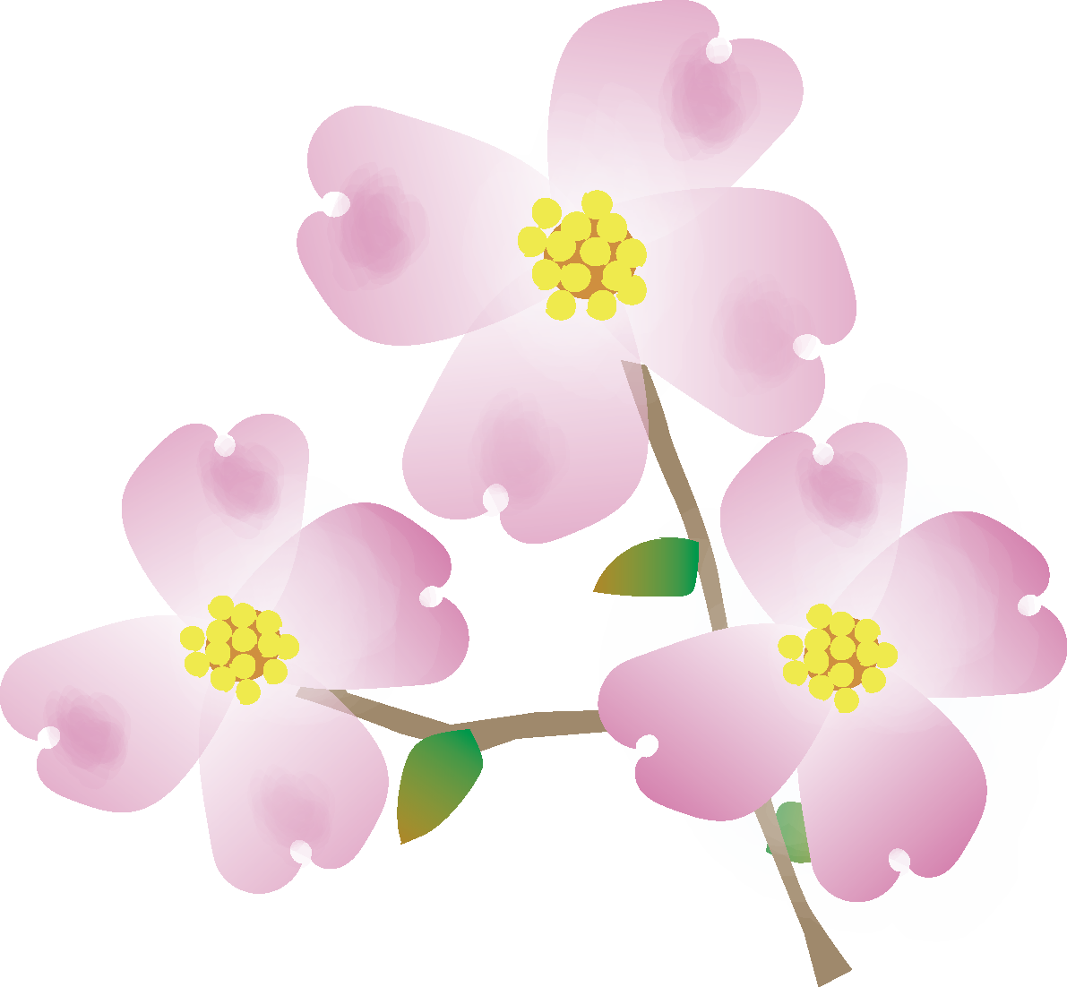 花水木(はなみずき)【花の無料イラスト】春(4月-5月)67118に写真・文字を入れる