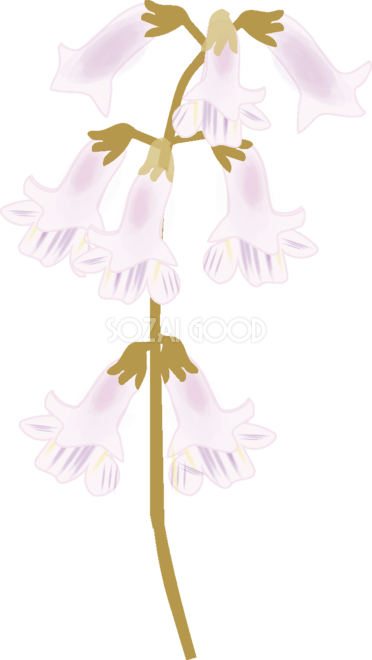 桐 きり 花の無料イラスト 春 4月 5月 素材good