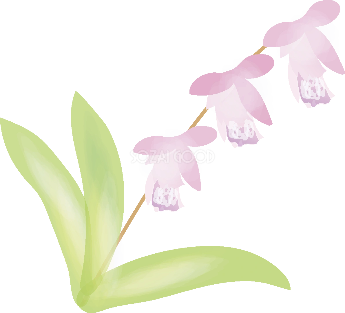 紫蘭(しらん)【花の無料イラスト】春(4月-6月)67171