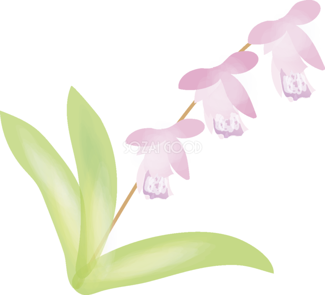 紫蘭 しらん 花の無料イラスト 春 4月 6月 素材good