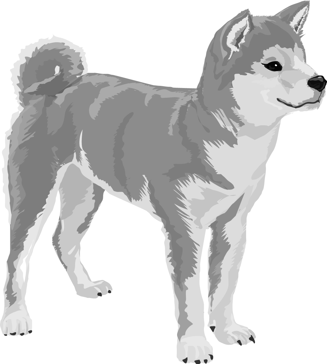 柴犬の白黒モノクロでかっこいい犬の無料イラスト67999に写真・文字を入れる