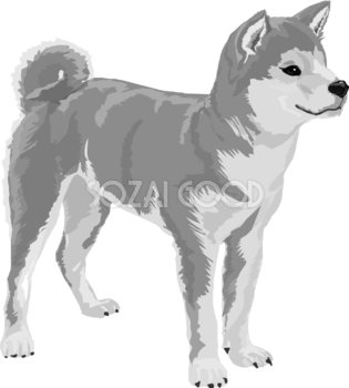 柴犬の白黒モノクロでかっこいい犬の無料イラスト67999