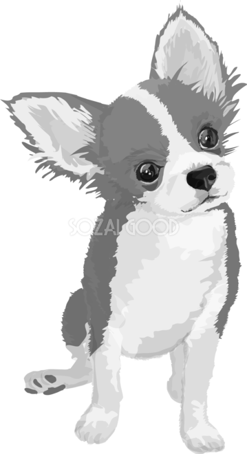 チワワの白黒モノクロでかっこいい犬の無料イラスト68007 素材good