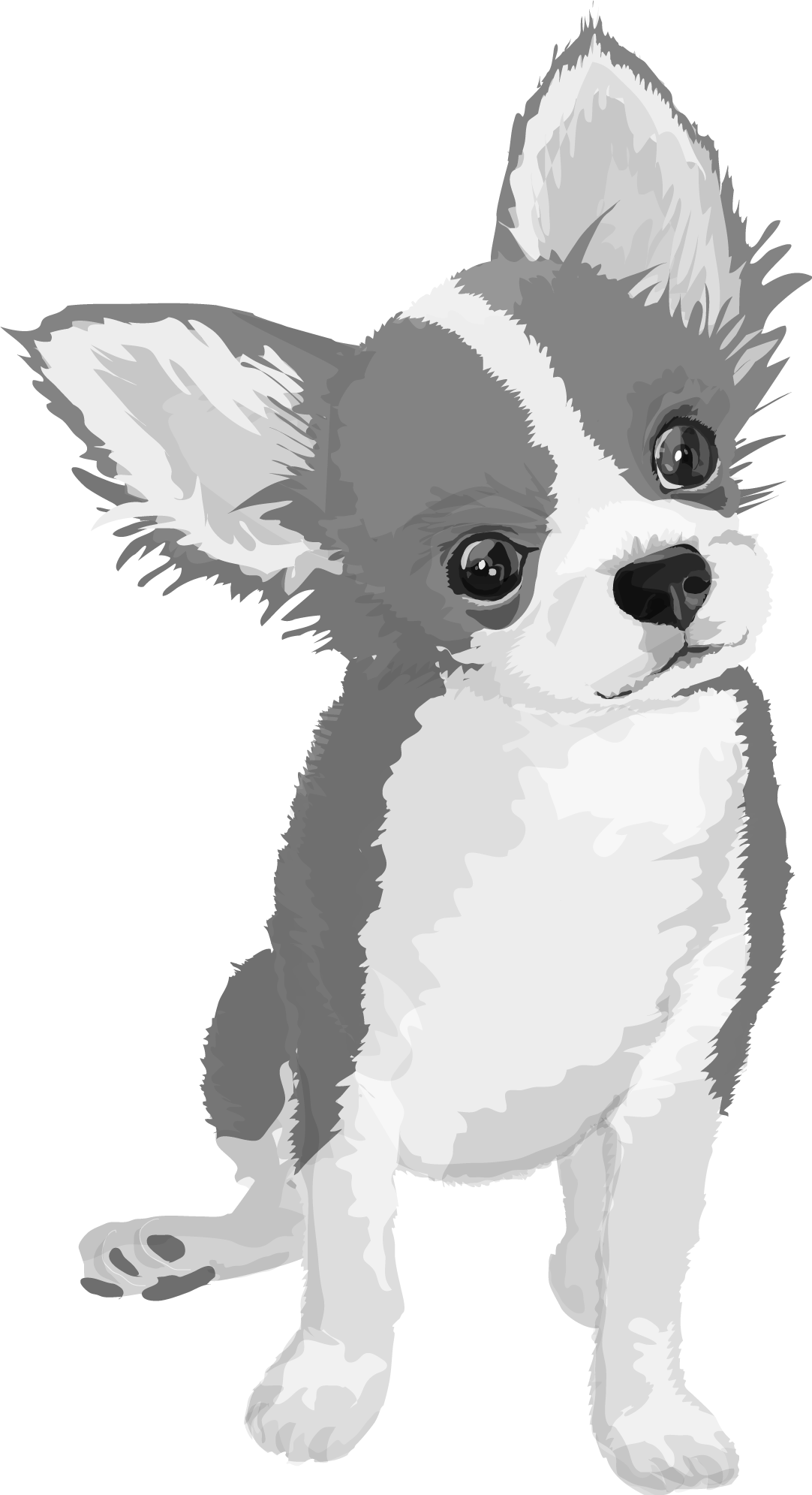 チワワの白黒モノクロでかっこいい犬の無料イラスト68007に写真・文字を入れる