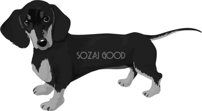 ダックスフンドの白黒モノクロでかっこいい犬の無料イラスト 素材good