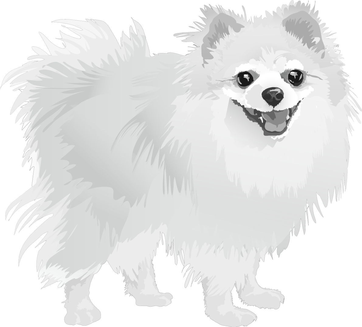 ポメラニアンの白黒モノクロでかっこいい犬の無料イラスト68027に写真・文字を入れる