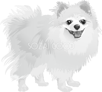 ポメラニアンの白黒モノクロでかっこいい犬の無料イラスト68027