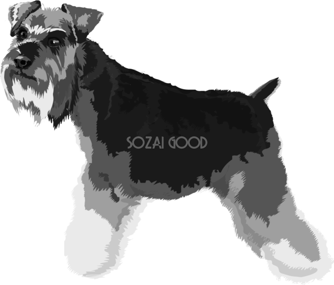 ミニチュア シュナウザーの白黒モノクロでかっこいい犬の無料イラスト 素材good
