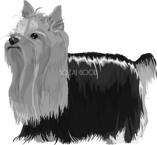 ヨークシャーテリアの白黒モノクロでかっこいい犬の無料イラスト 素材good