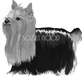 ヨークシャーテリアの白黒モノクロでかっこいい犬の無料イラスト68035
