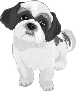 シーズーの白黒モノクロでかっこいい犬の無料イラスト68039
